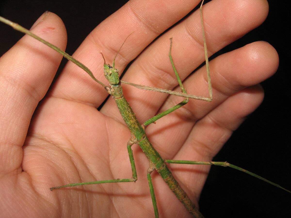 Аннамский палочник