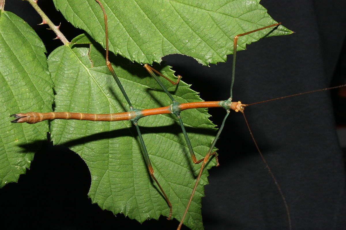 Палочник отряд привиденьевые