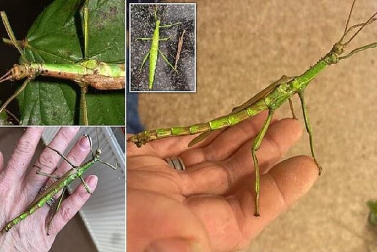 Палочник самец