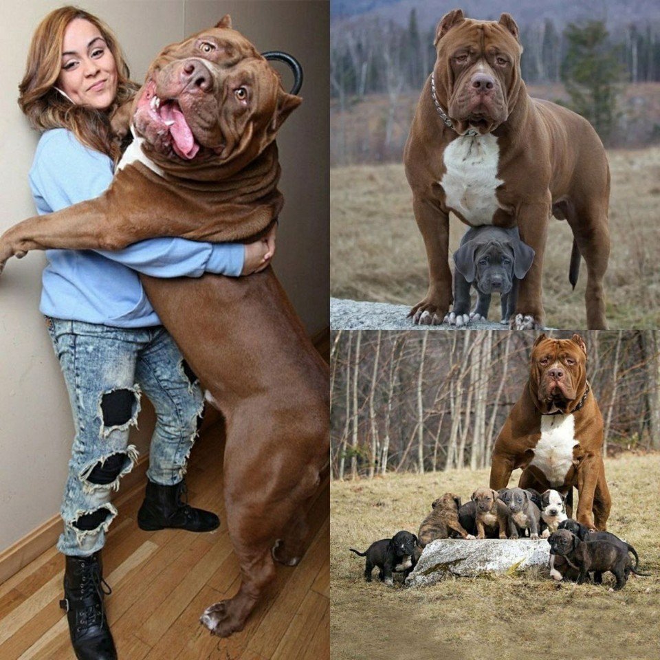 Русская борзая Эрис