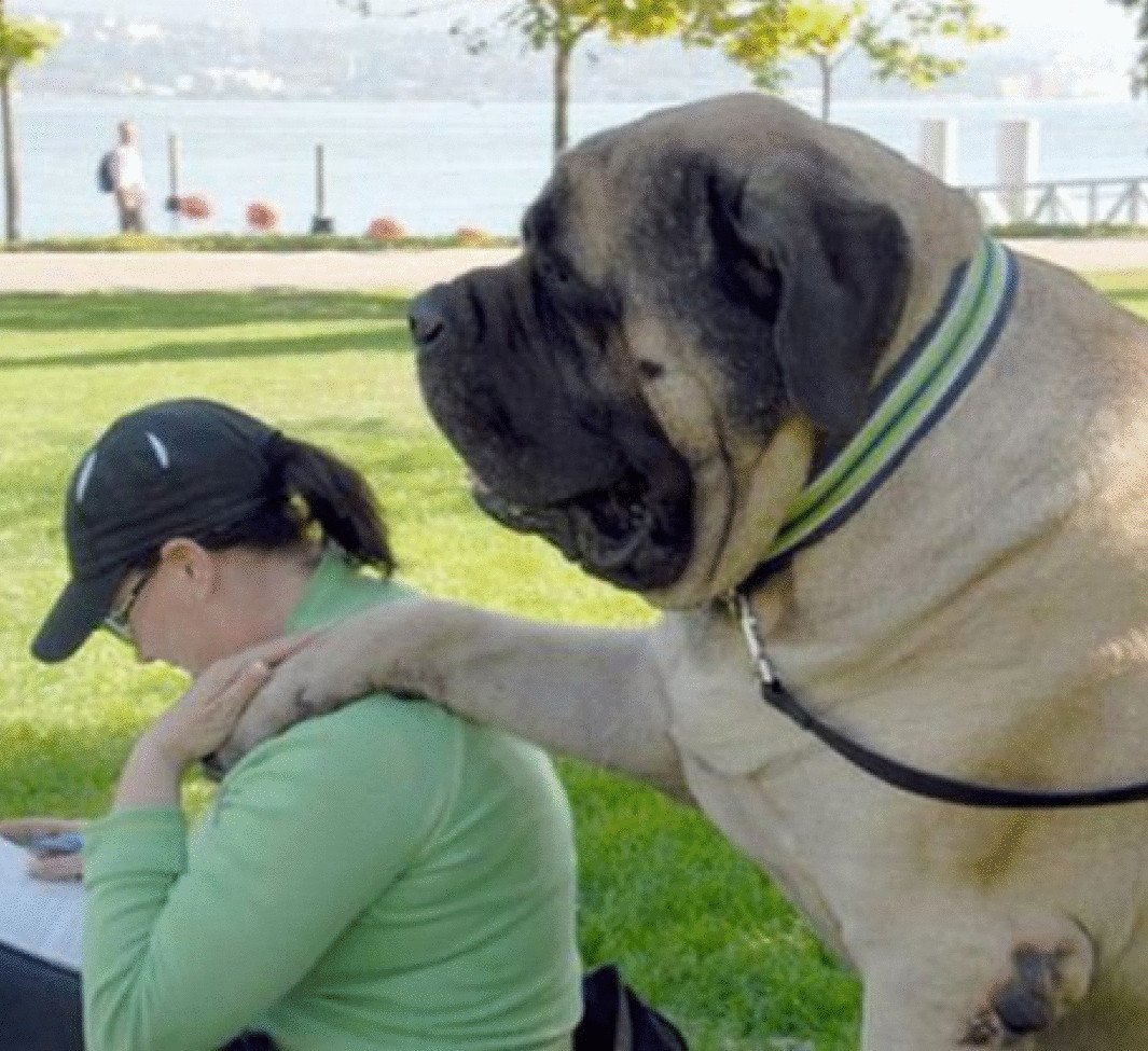 Датский дог Гибсон