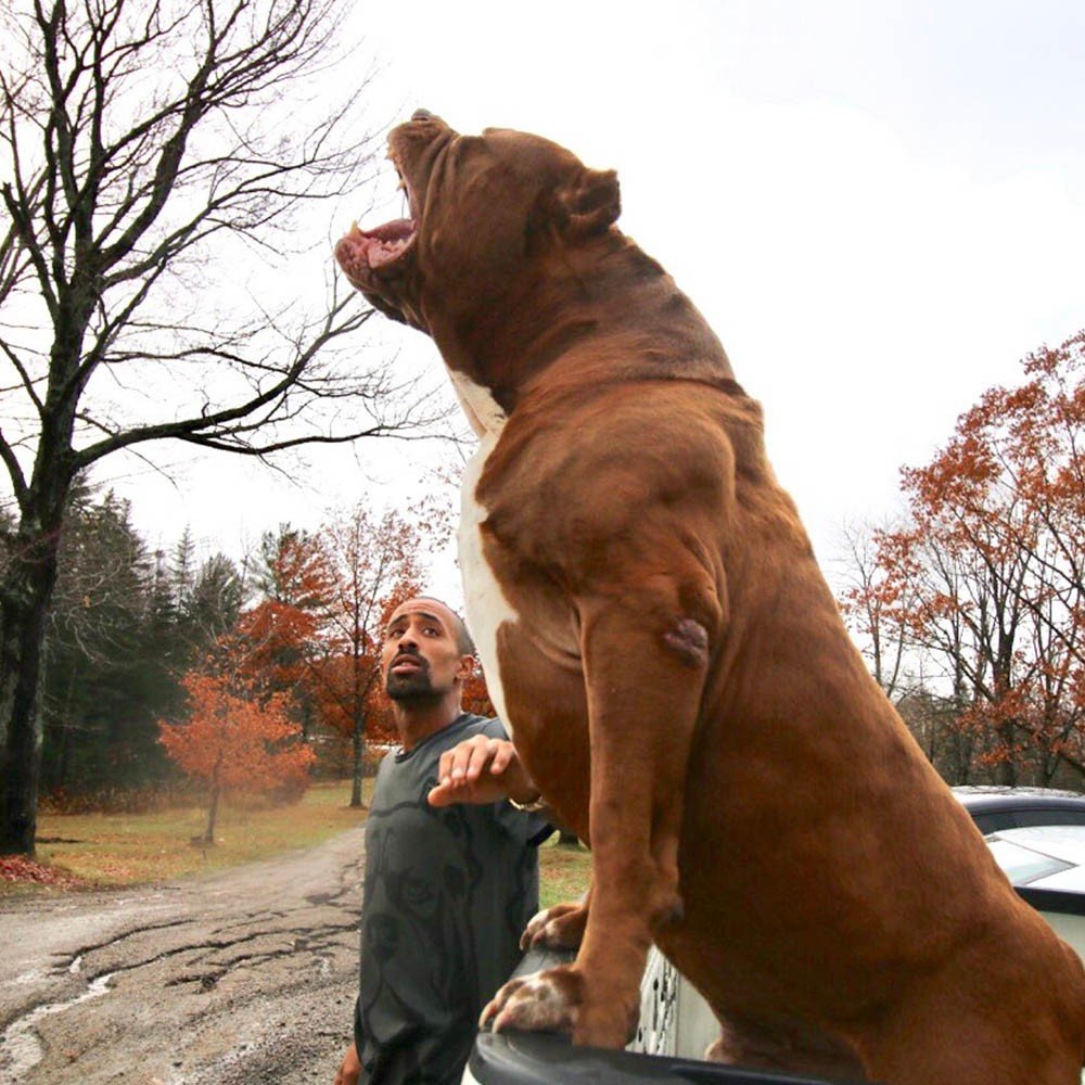 Тибетский мастиф