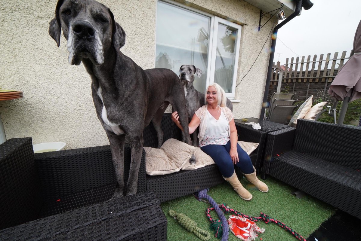 Волкособ русский вольфхунд