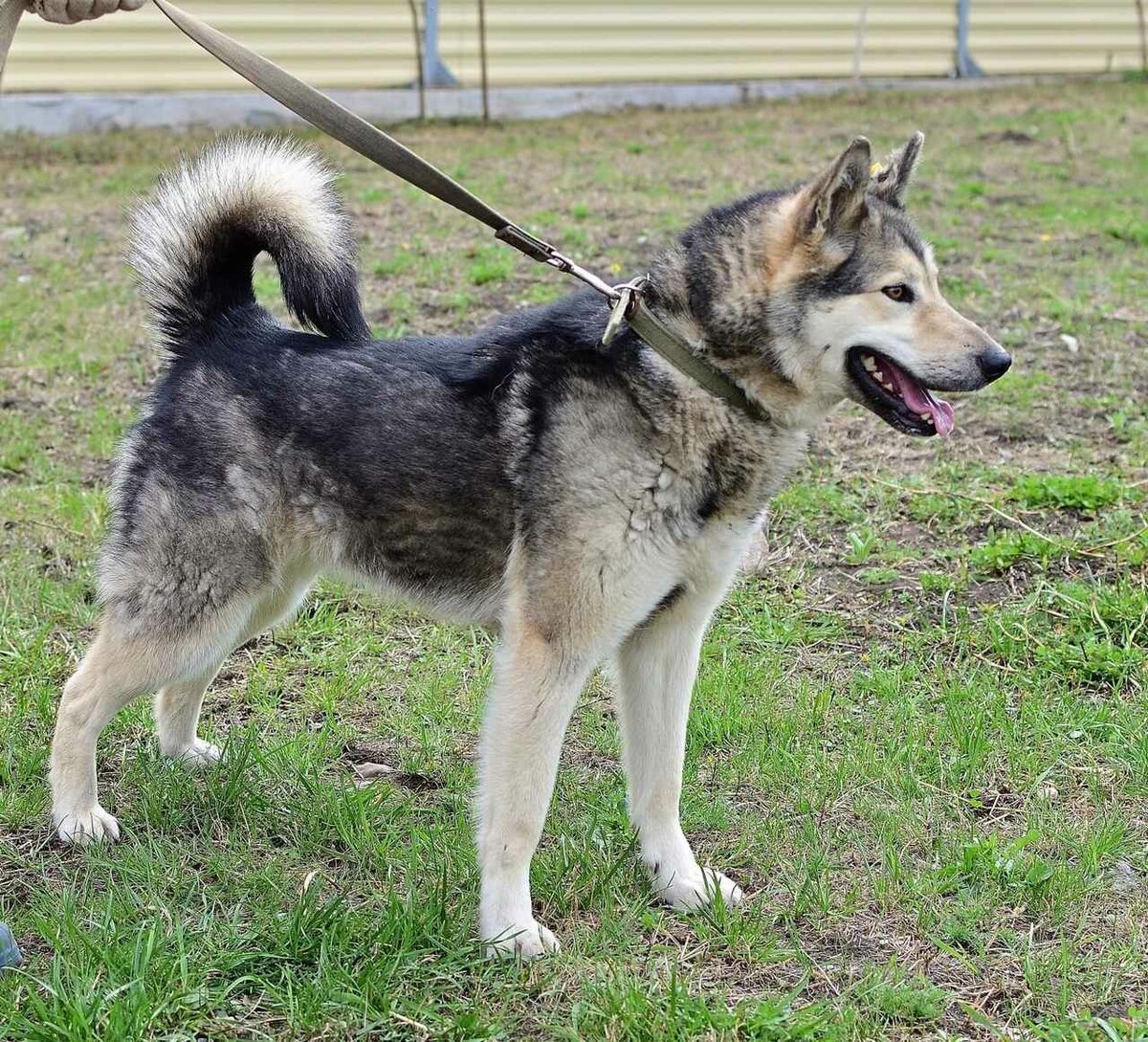 Метис хаски и овчарки