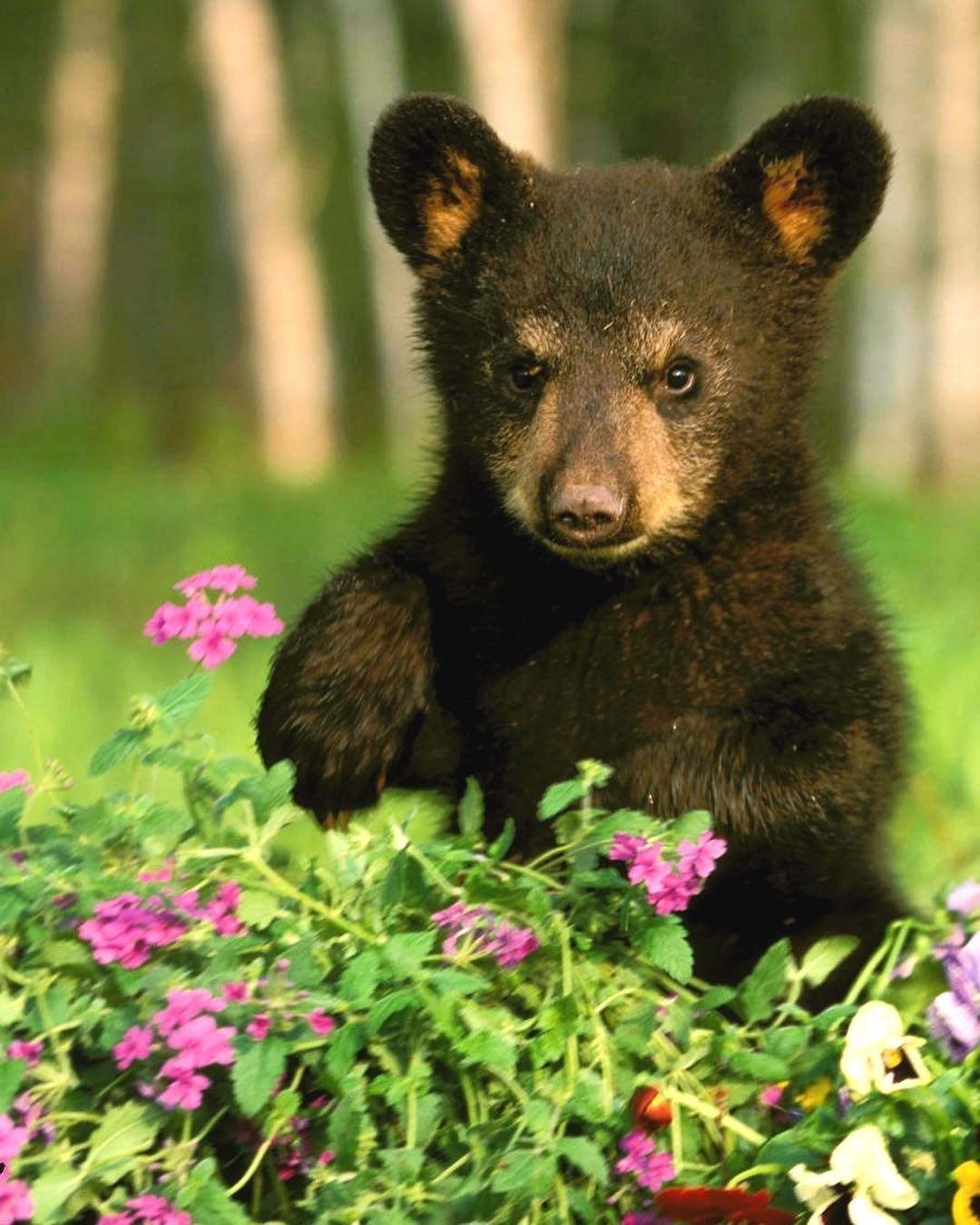 Маленькие картинки медведя. Медведь с цветами. Медвежонок. Медвеженок. Милые медвежата.