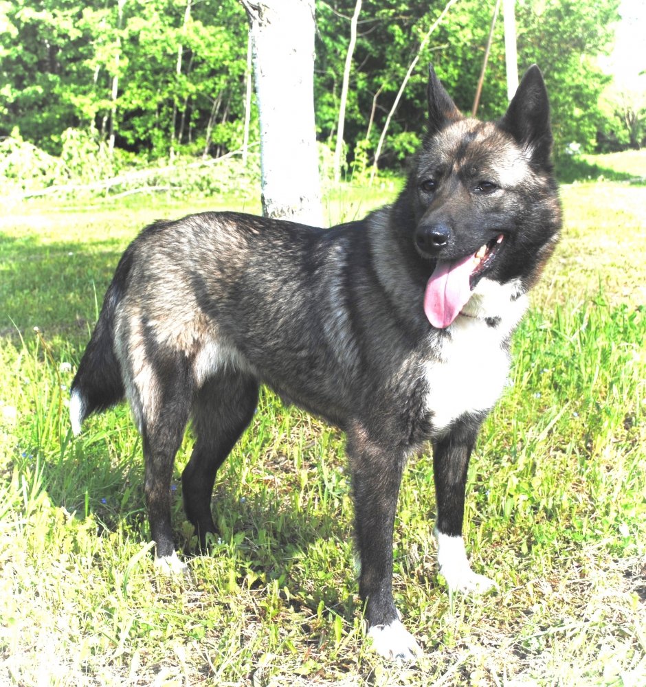 Метис хаски и лайки