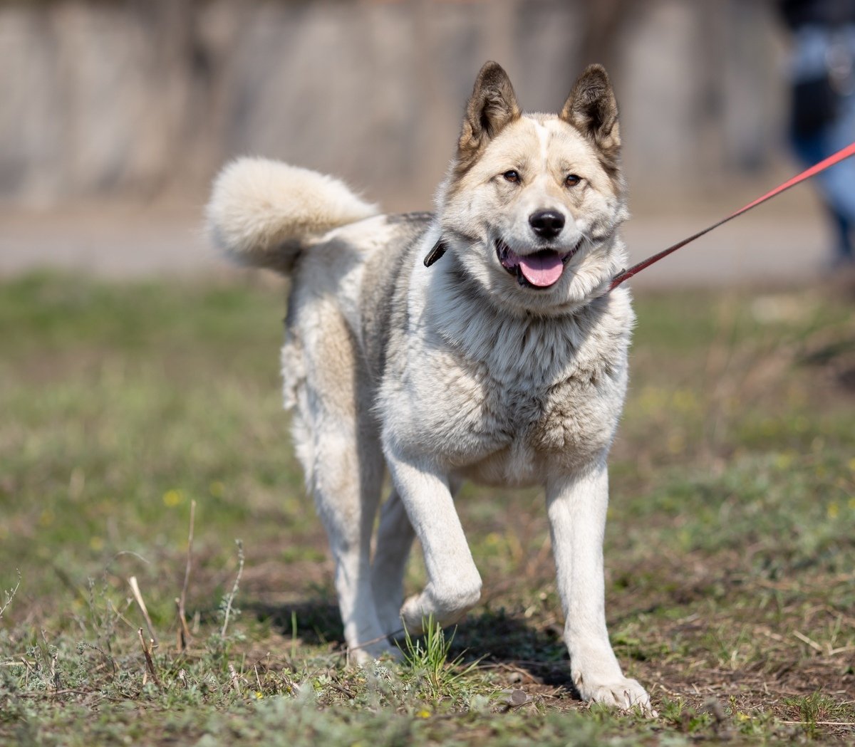 Американская овчарка лютоволк