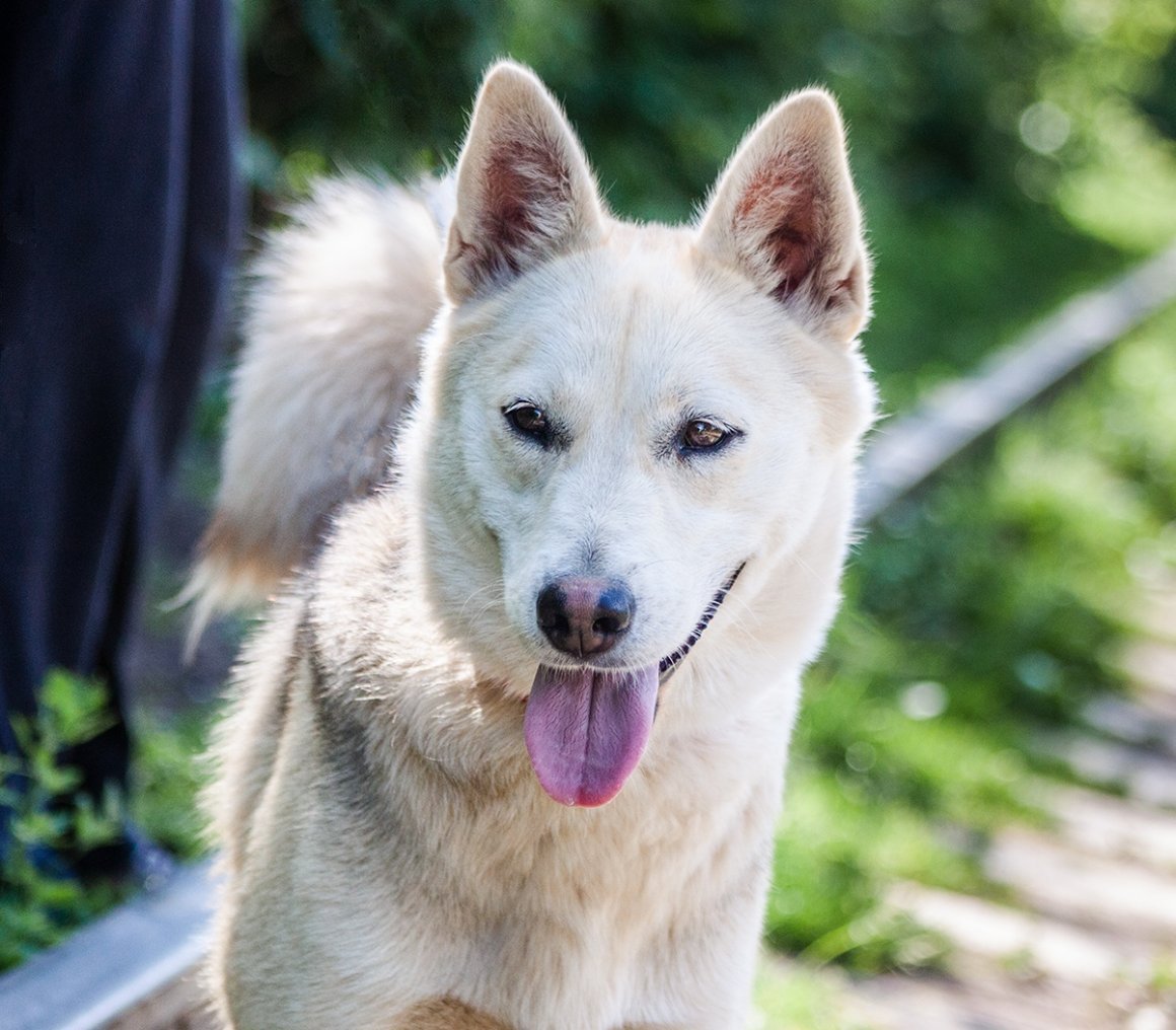 Метис Акита ину