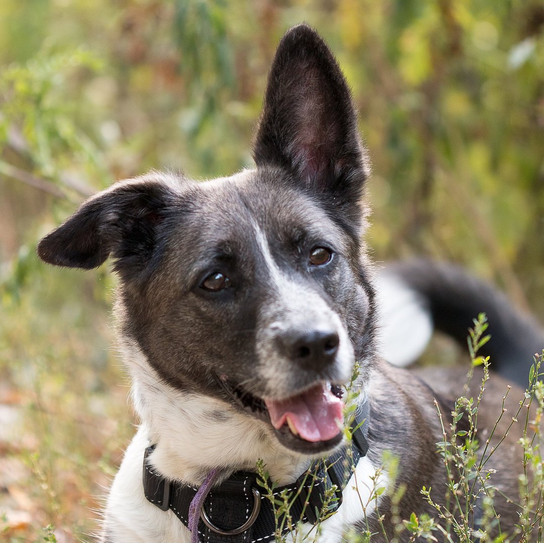 Метис лайки