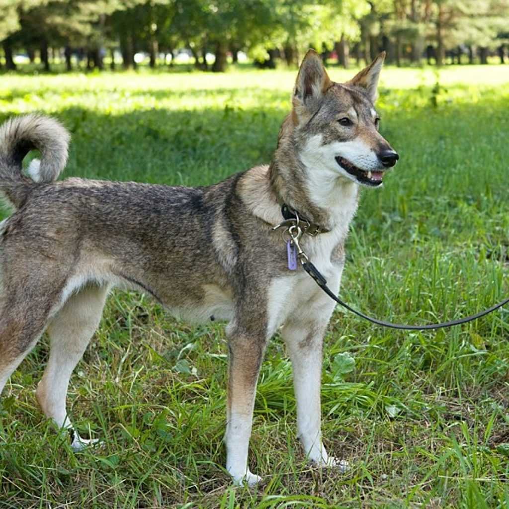 Маламут волкособ