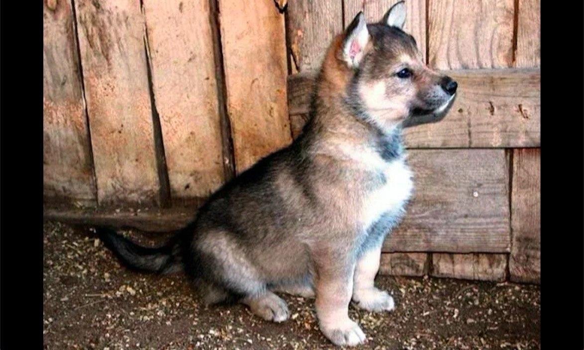 Волкособ хаски волк