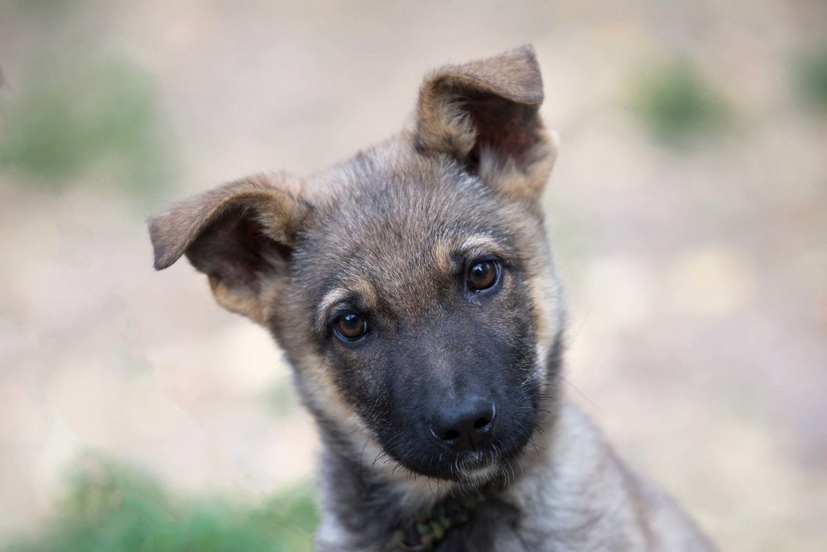 Помесь хаски и корги