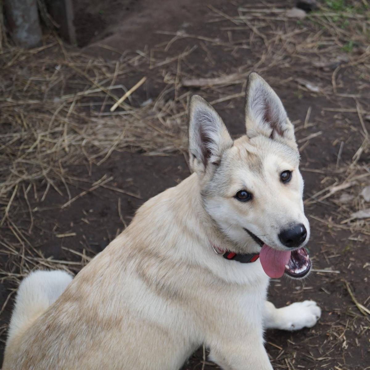Смесь хаски и дворняги