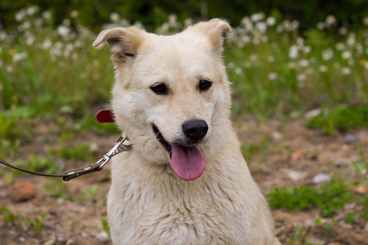 Метис лайки