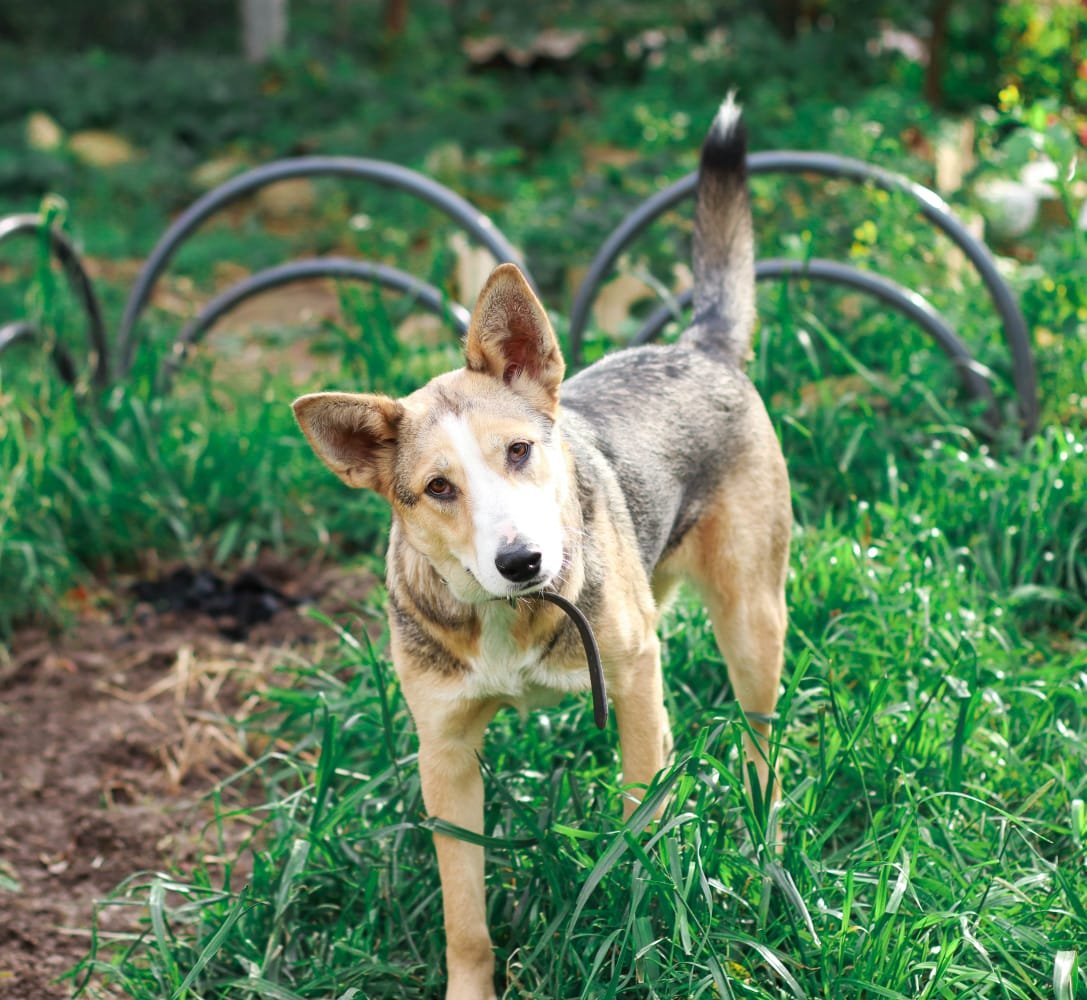 Канадский волкособ вольфхунд