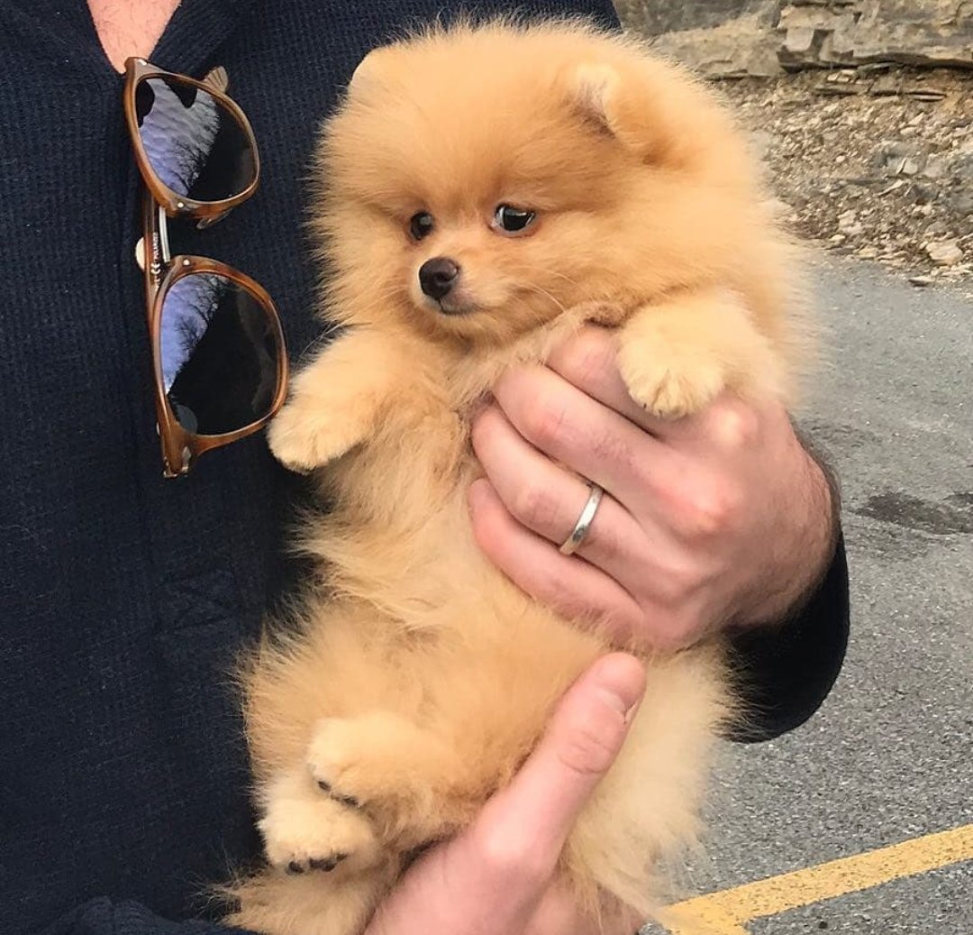 Померанский шпиц породы собак