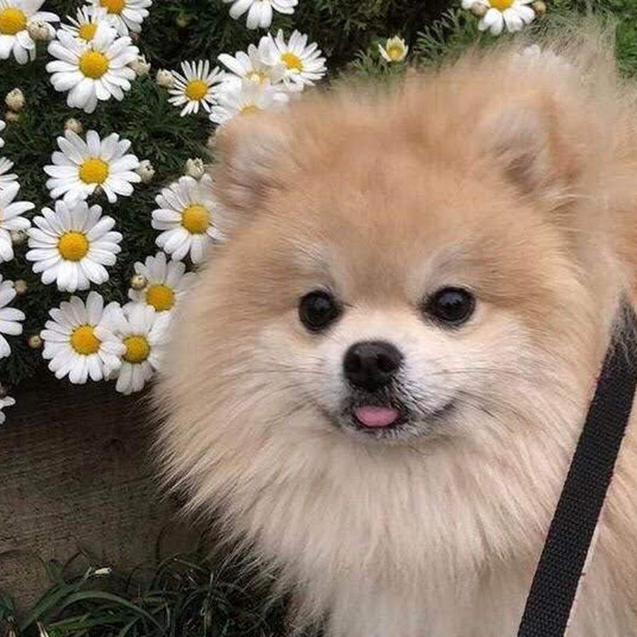 Микро померанский Пуппи