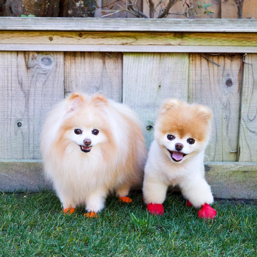 Знаменитый шпиц