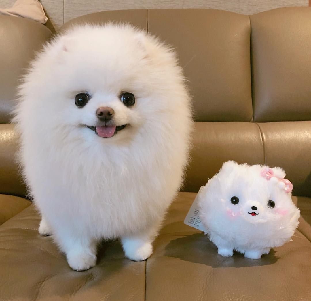 Самый пушистый шпиц