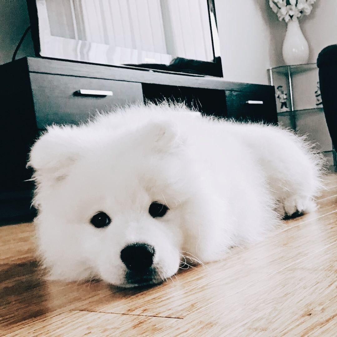 Самоед белый