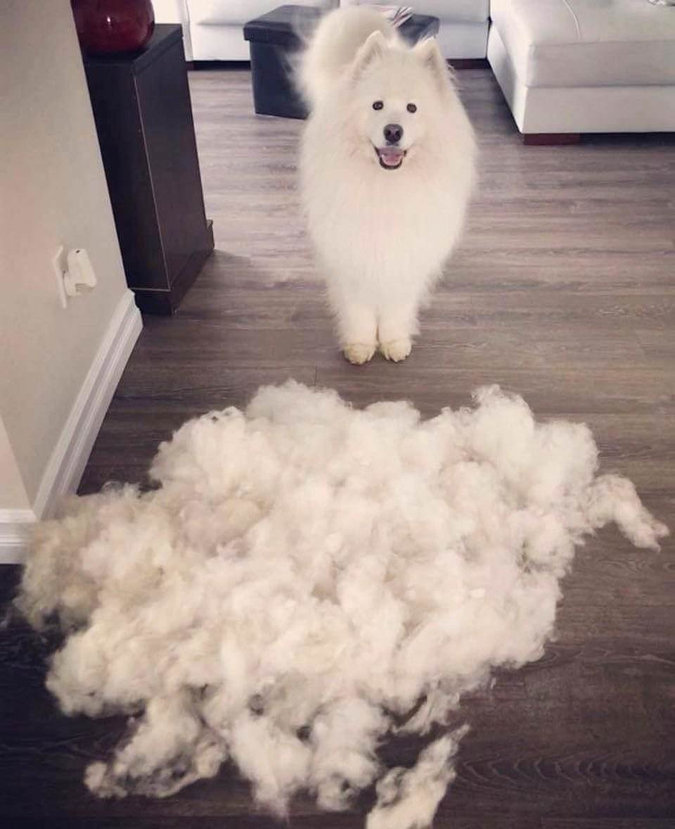 Лапа самоеда