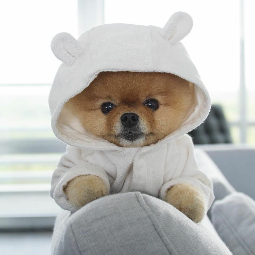 Померанский шпиц jiffpom белый