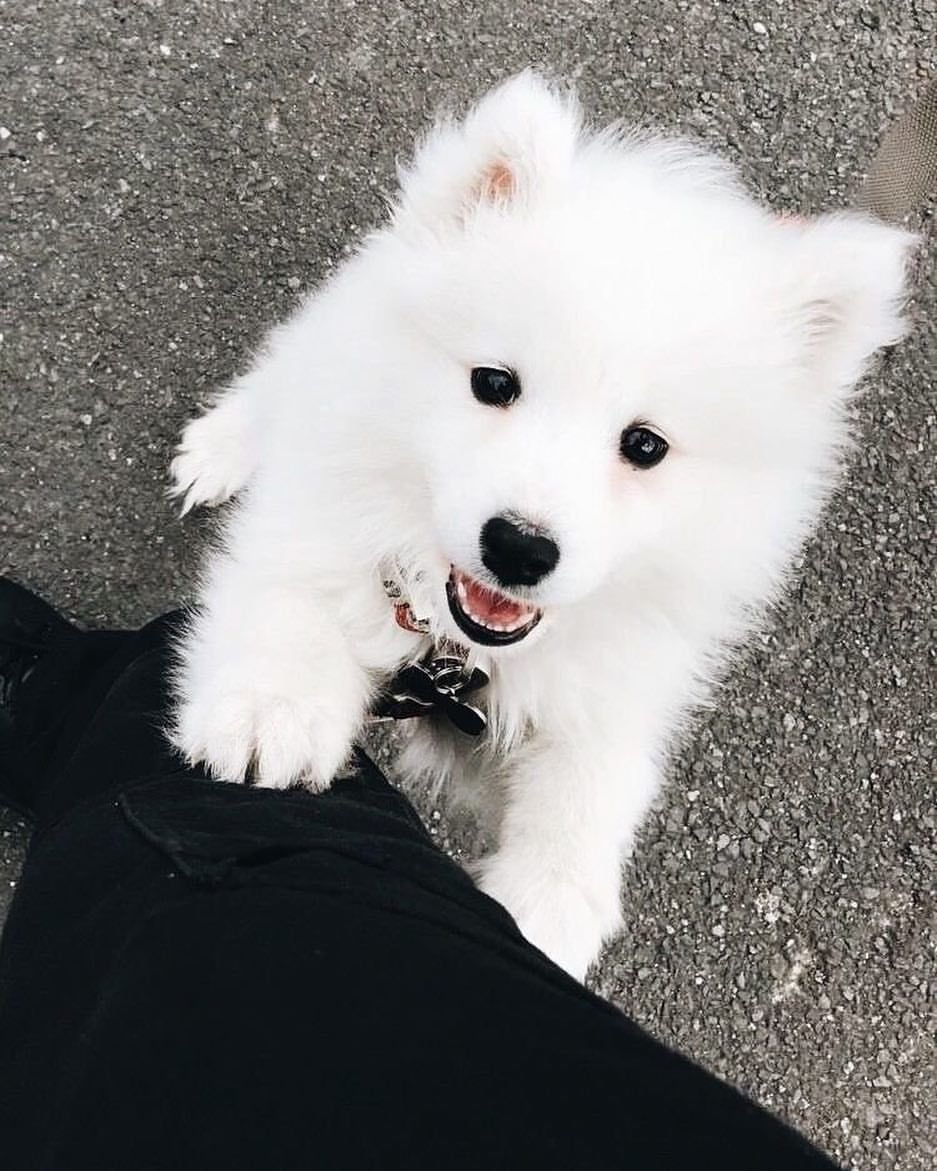 Хаски самоед