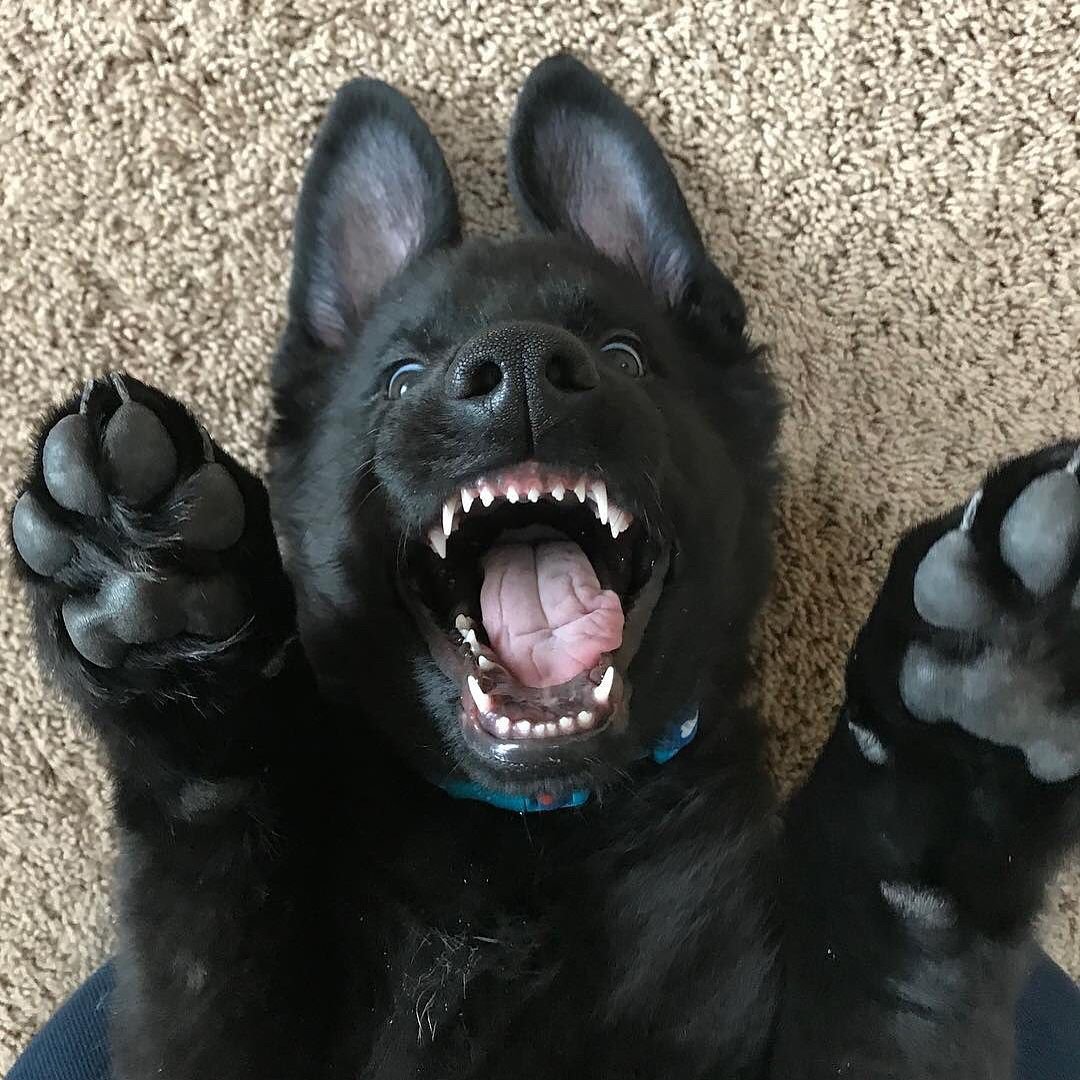 Австрийская овчарка черная