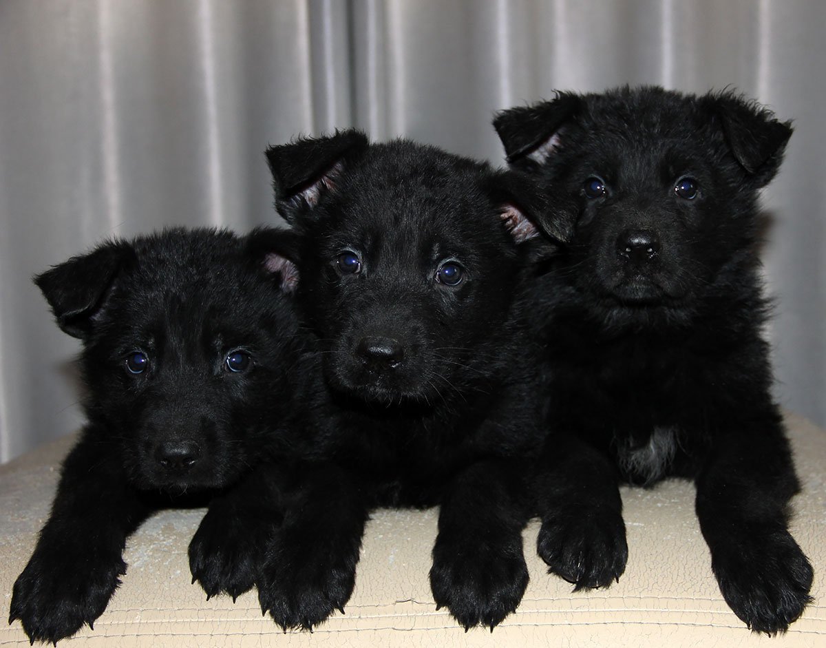 Щенки черной немецкой овчарки