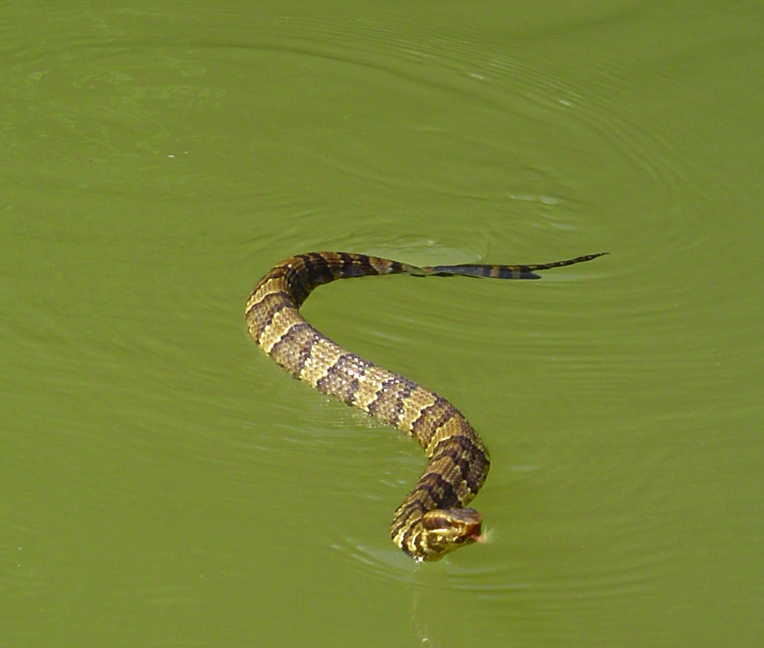 Много змей в воде. Водяной щитомордник. Щитомордник змея. Водяной щитомордник змея. Речной щитомордник.