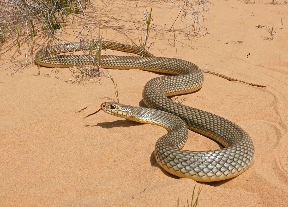 Полоз змея желтобрюхий