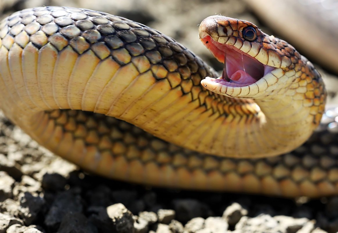 Полоз змея желтобрюхий