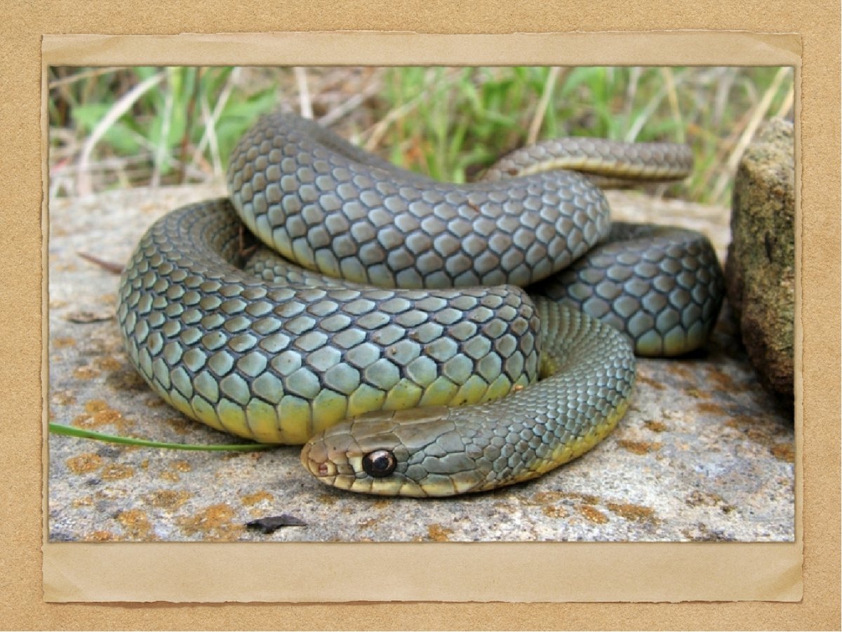 Желтобрюхий Каспийский полоз