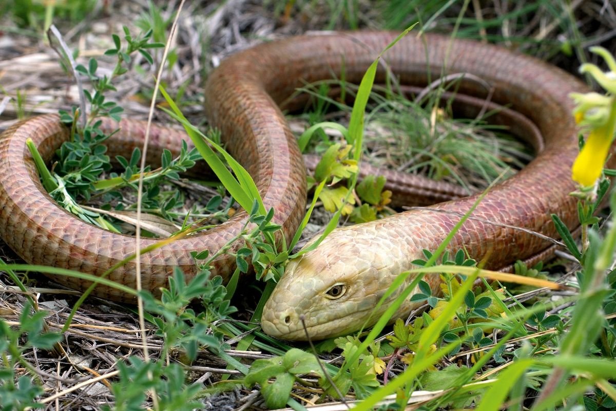 Змея черноголовый полоз