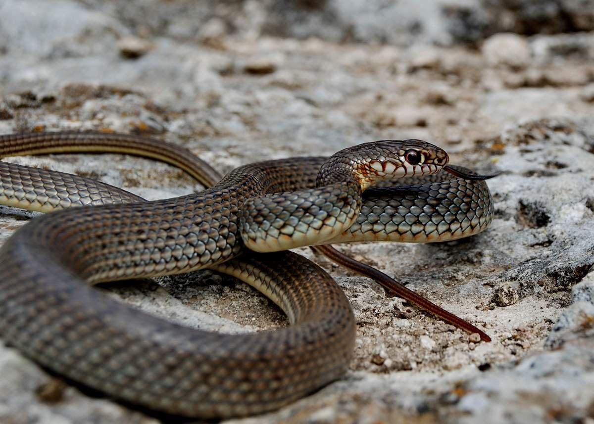 Желтобрюхий полоз