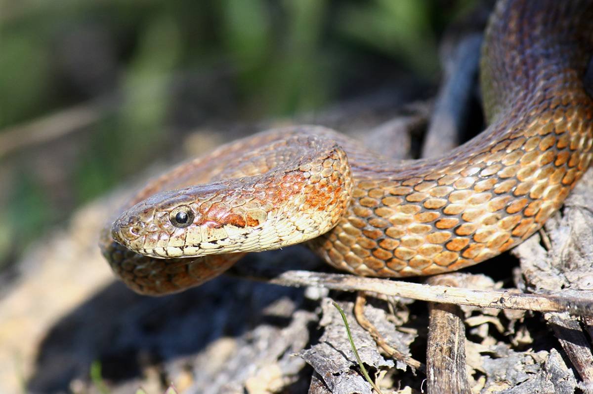 Змея черноголовый полоз
