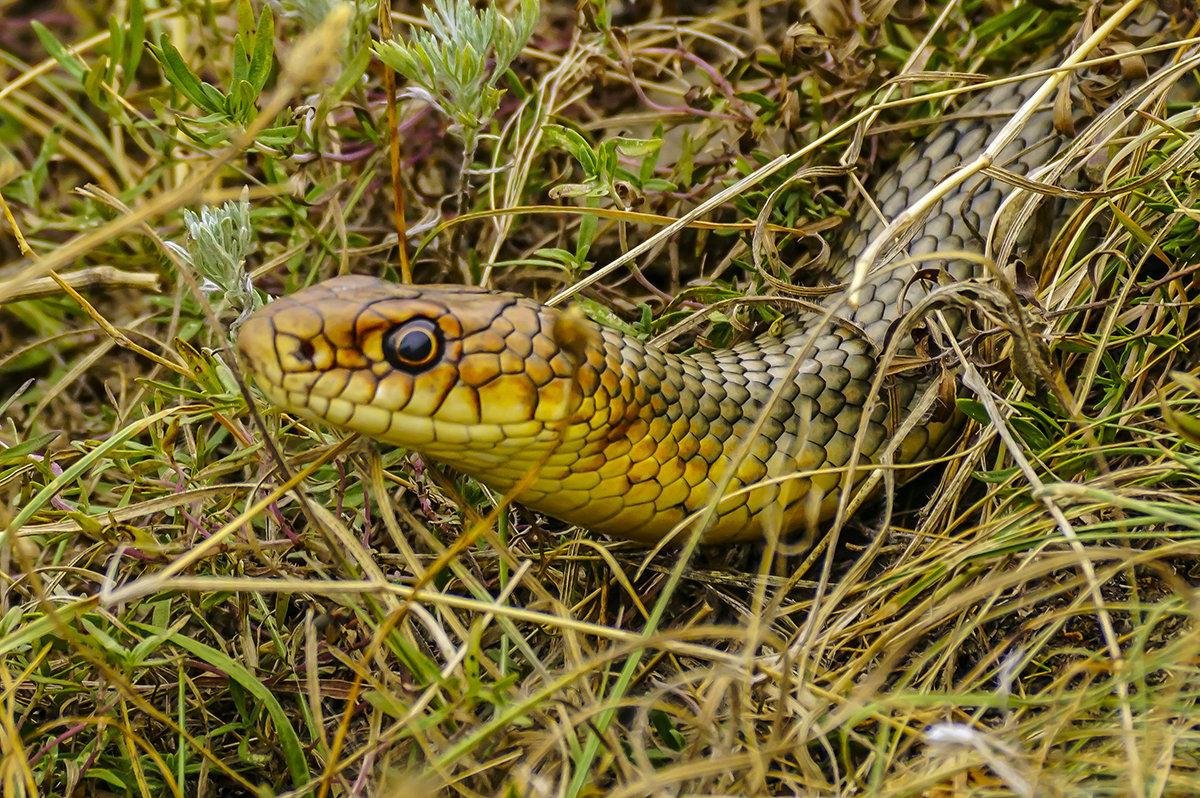 Полоз змея желтобрюхий