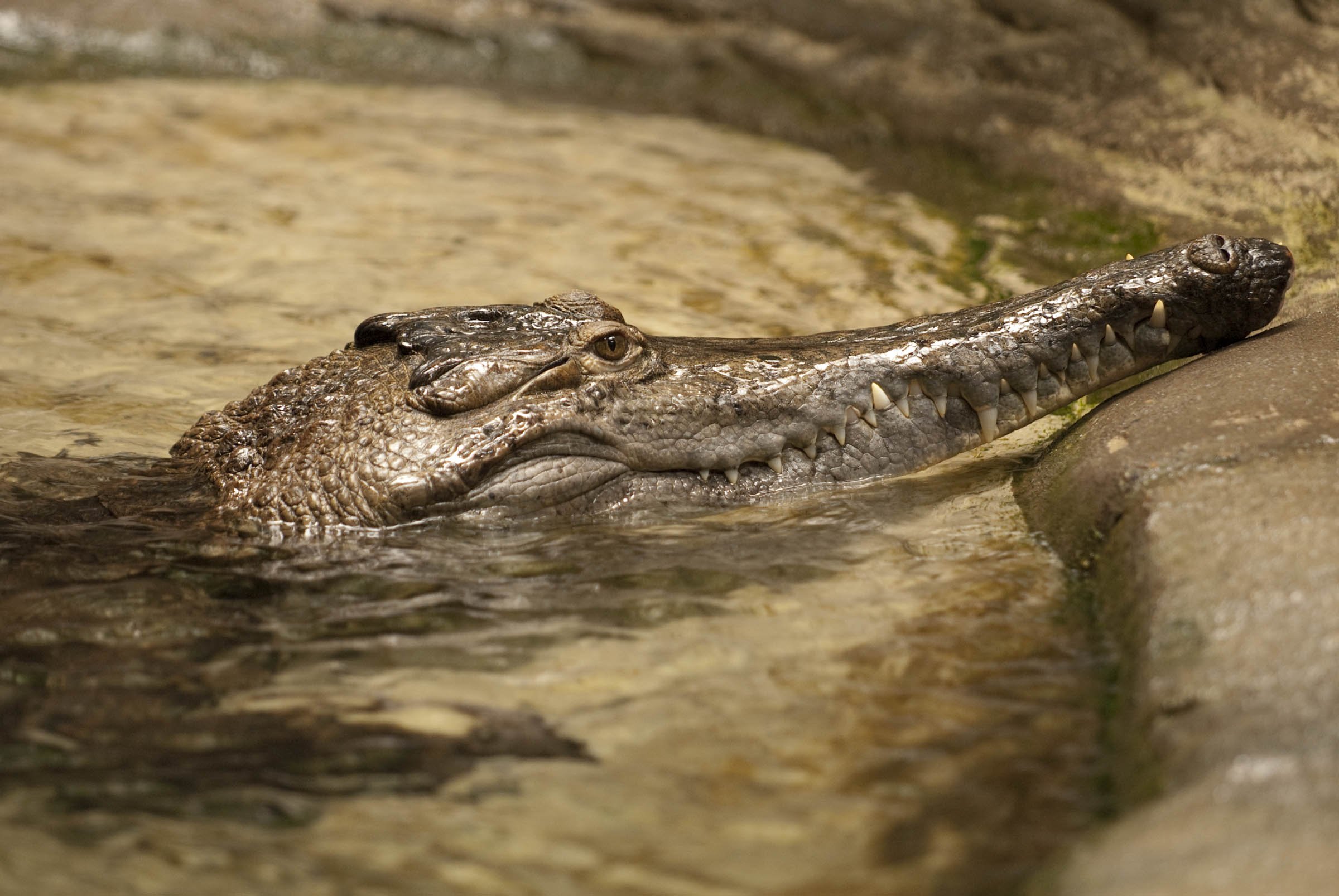 Африканский узкорылый крокодил - 67 фото