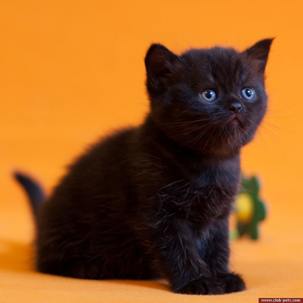 Шотландская прямоухая котенок черный