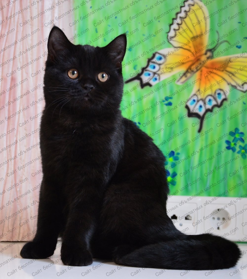 Шотландский скоттиш страйт черный