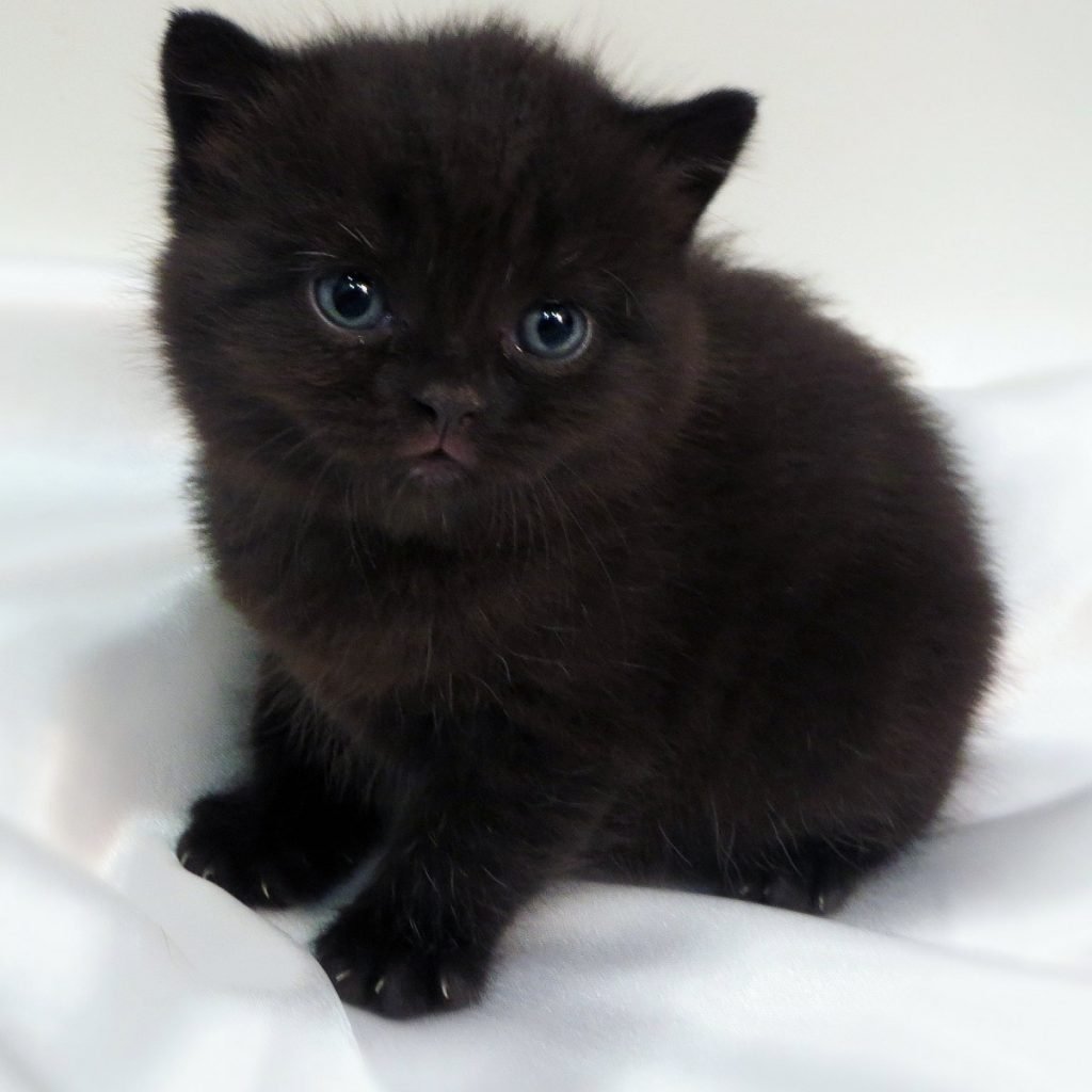 Чёрные Шотландские котята примаухие