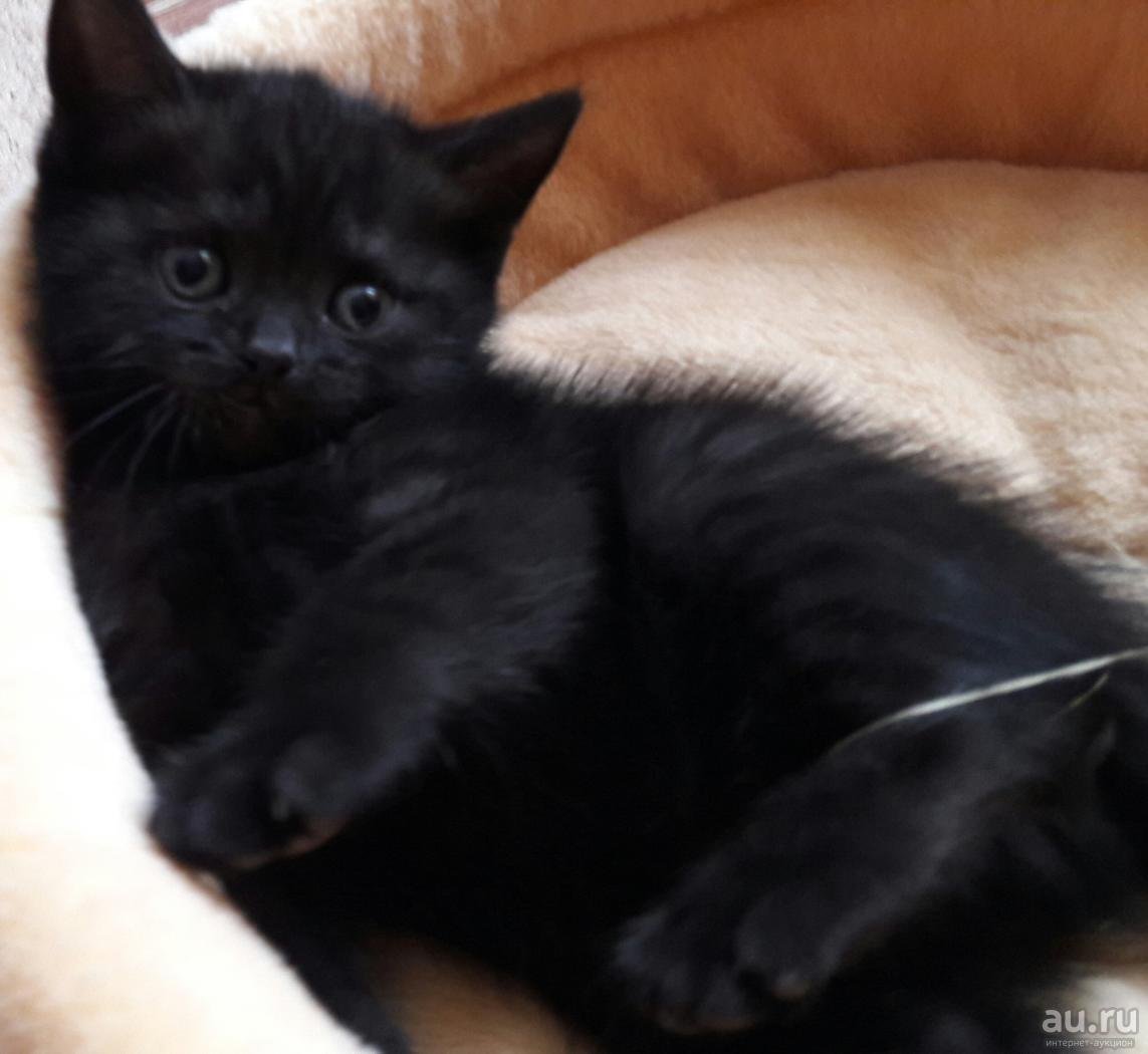 Британский прямоухий кот черный