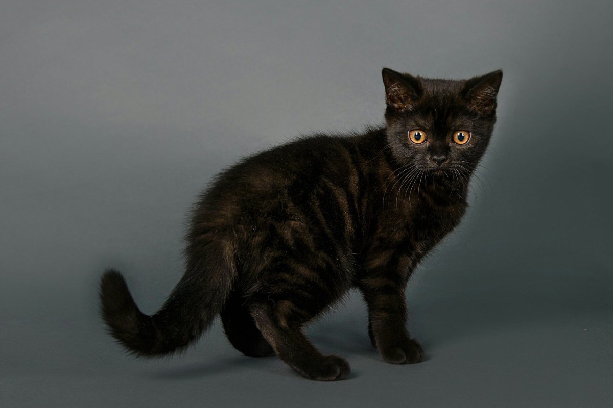 Скоттиш-страйт Шотландская прямоухая кошка черная