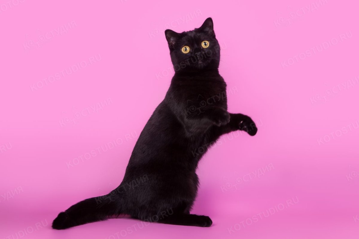 Скоттиш страйт черный