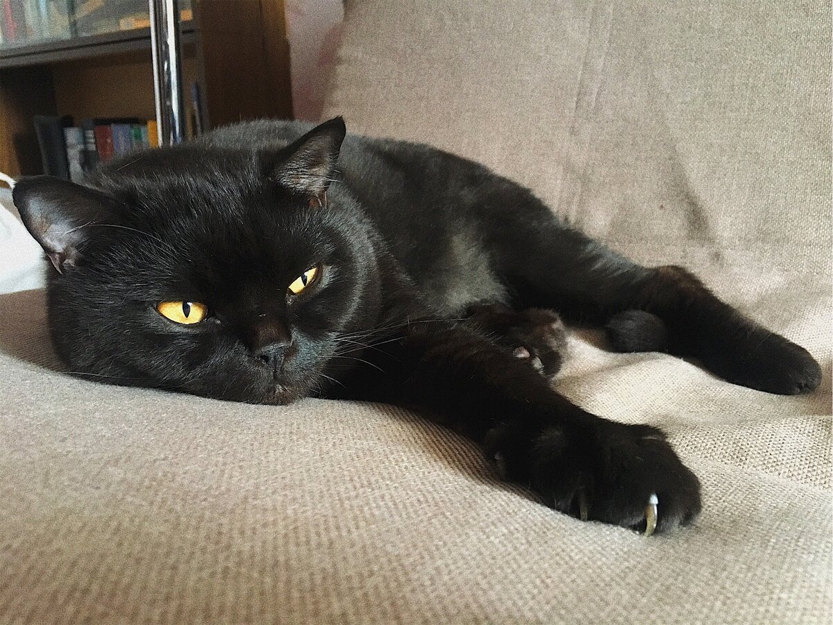 Шотландский скоттиш страйт черный