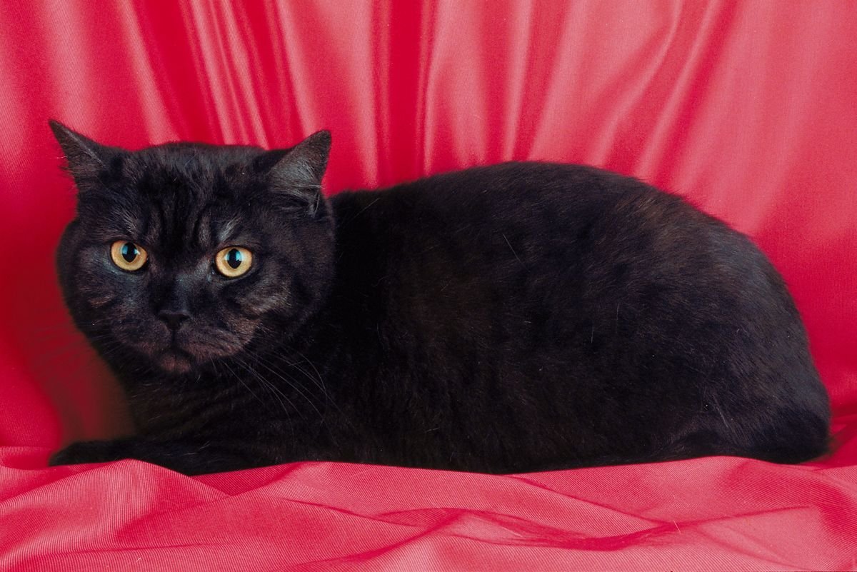 Шотландская короткошерстная черная