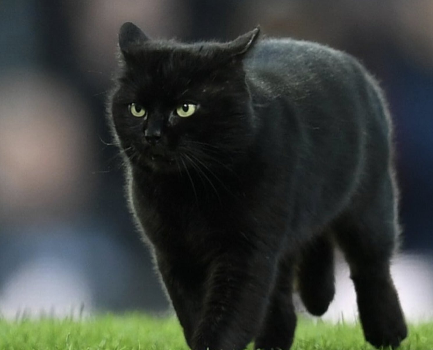 Кота страйке. Шотландская кошка прямоухая черная. Скоттиш страйт черный. Шотландский страйт кот черный. Скоттиш страйт кошка черная.