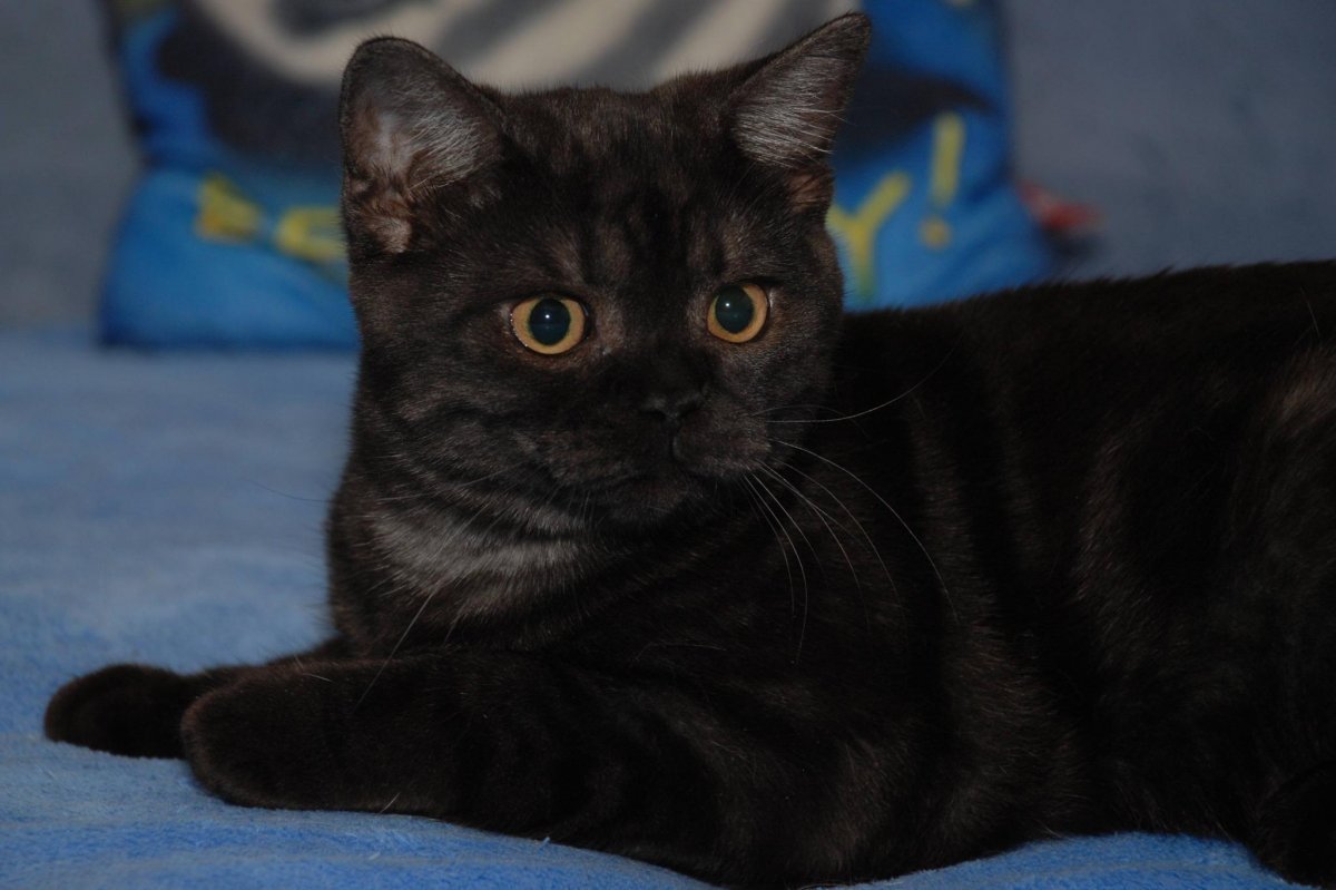 Скоттиш страйт кошка черная