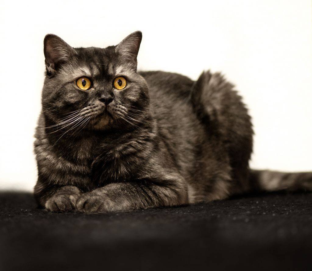 Британская короткошёрстная кошка черная