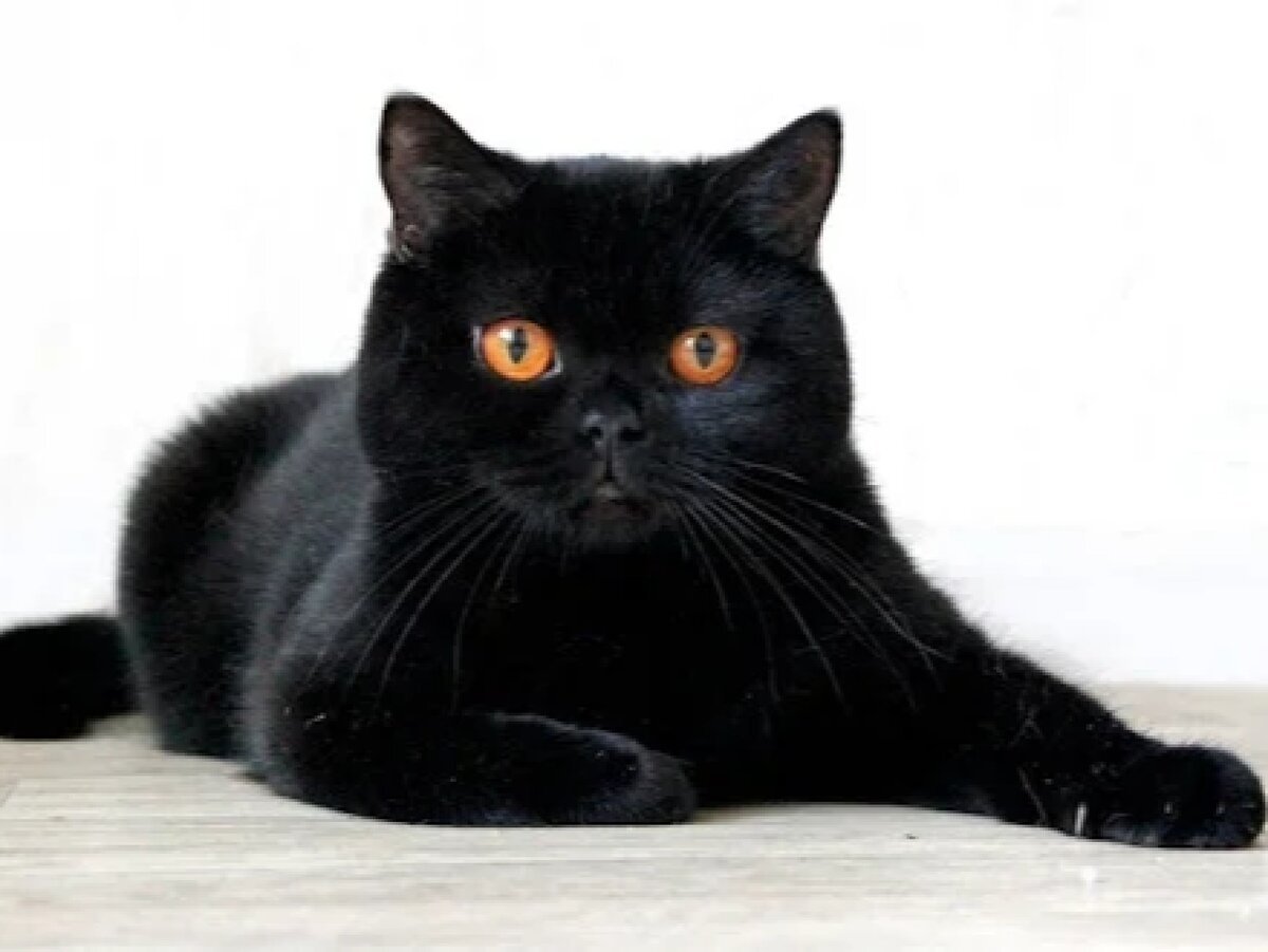 Черный шотландский прямоухий кот - 78 фото